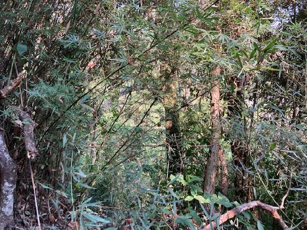 Imóveis Caixa em EMBU DAS ARTES