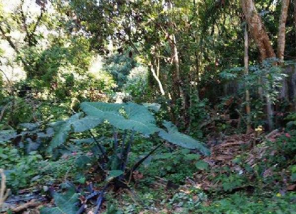 Imóveis Caixa em COTIA